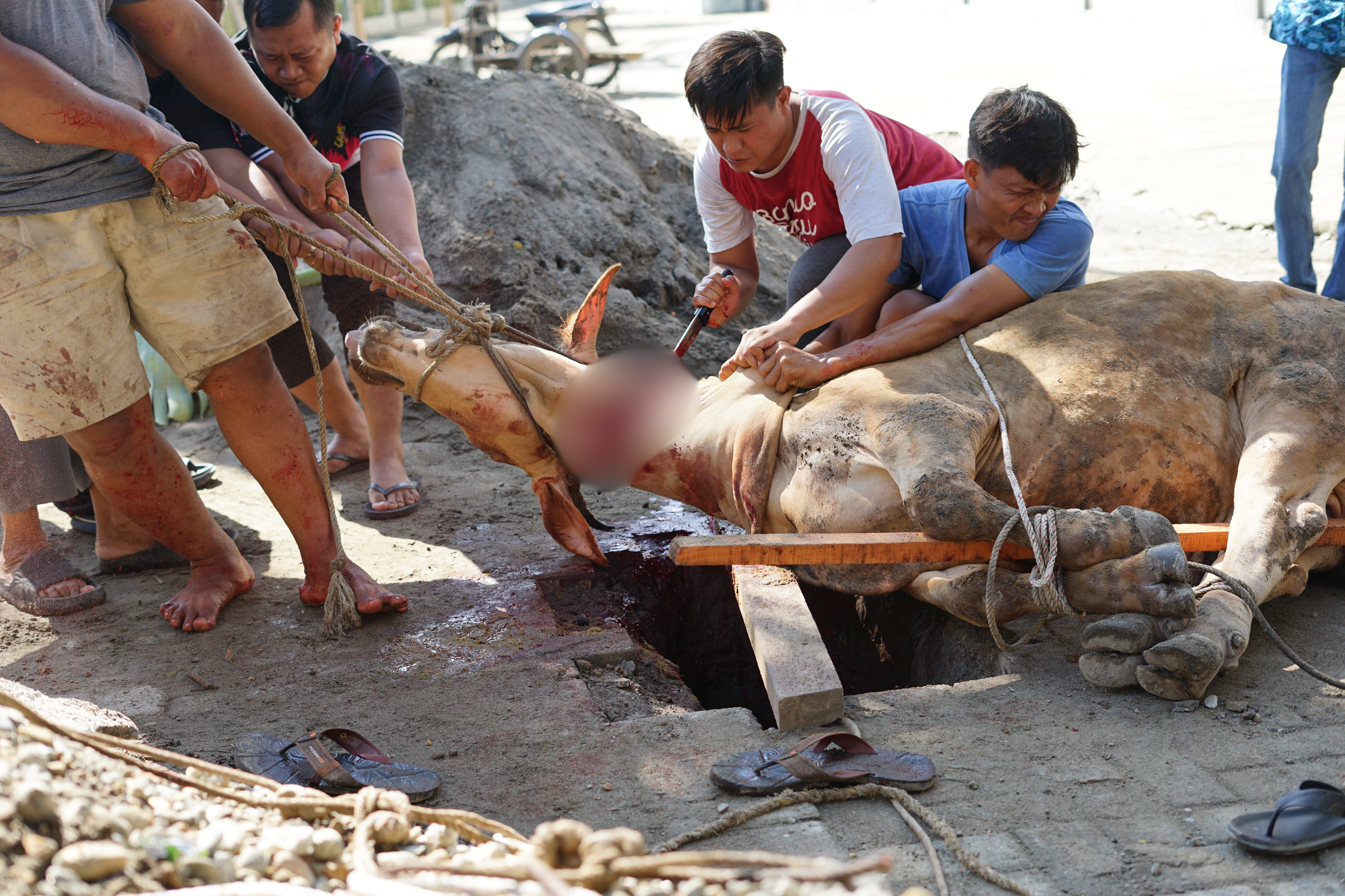 INSAN Bersama Yayasan Al-Ishlahiyah Semarakkan Idul Adha 1447 H Melalui Kegiatan Qurban